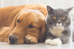 Saiba como ganhar dinheiro com pets: 5 ideias para empreender 