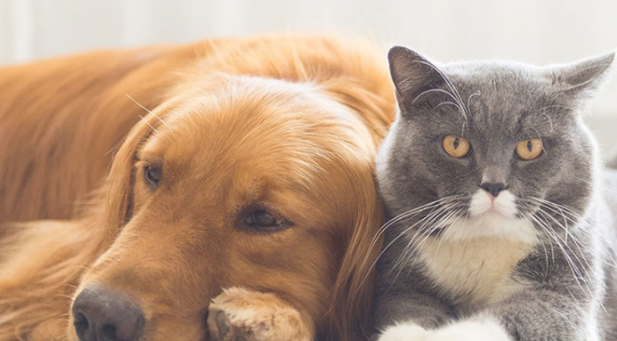Saiba como ganhar dinheiro com pets: 5 ideias para empreender