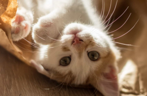 5 curiosidades sobre gatos domésticos