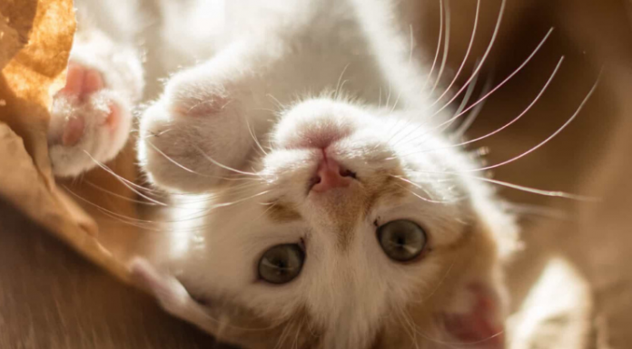 5 curiosidades sobre gatos domésticos gatos domésticos