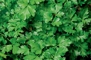 Qual a melhor forma de plantar salsinha?