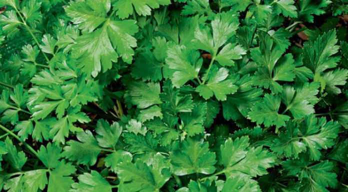 Qual a melhor forma de plantar salsinha? plantar salsinha