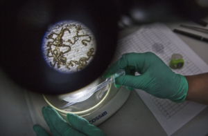 Cientistas pedem um banco global de germes