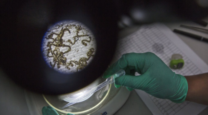 Cientistas pedem um banco global de germes