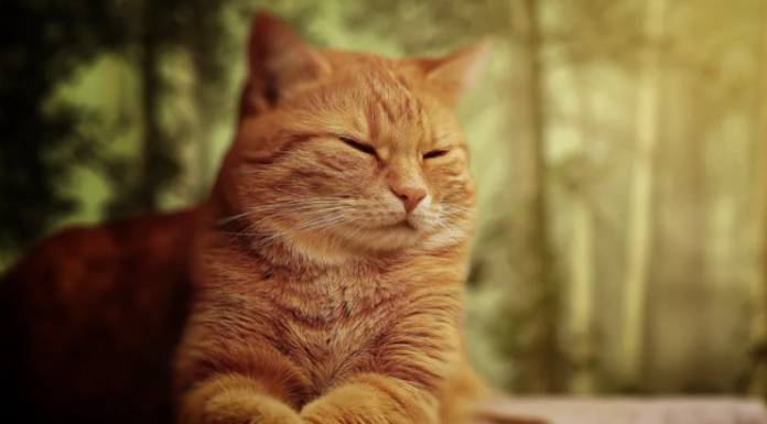 Estudo mostra que piscar lentamente para o gato pode melhorar sua comunicação
