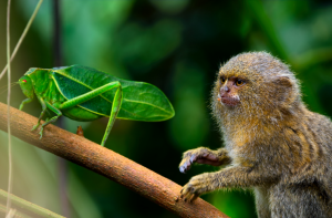 Animais minúsculos exibem superpoderes semelhantes aos heróis da Marvel