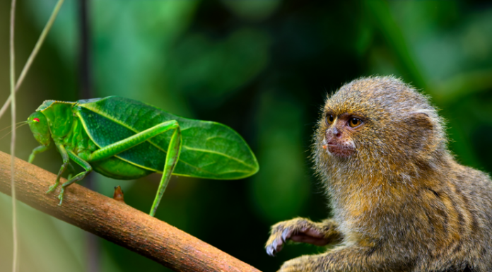 Animais minúsculos exibem superpoderes semelhantes aos heróis da Marvel