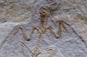 Programa de filtragem censurou a palavra osso em uma conferência de paleontologia