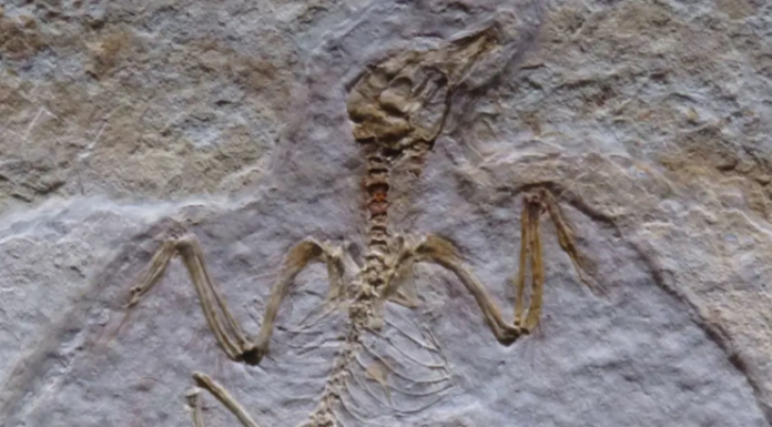 Programa de filtragem censurou a palavra osso em uma conferência de paleontologia