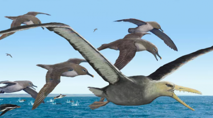 Fósseis de pássaros monstros descobertos na Antártica
