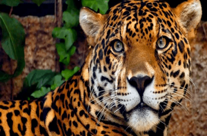 Conheça as criaturas mortais que vivem na Amazônia