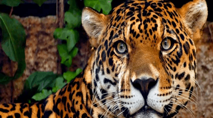 Conheça as criaturas mortais que vivem na Amazônia
