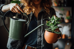 Aplicativo Waterbot - Aprenda como cuidar de plantas