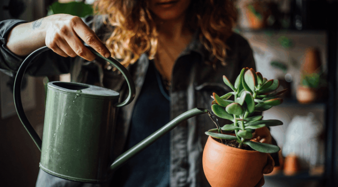 Aplicativo Waterbot - Aprenda como cuidar de plantas