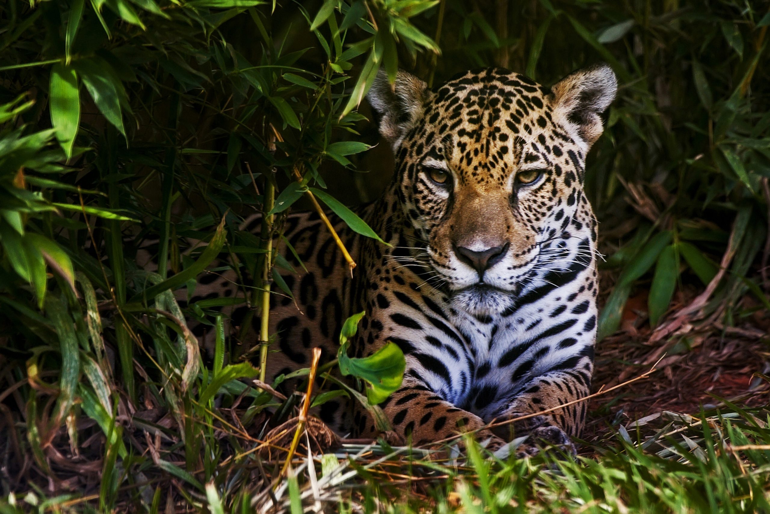 Conheça as criaturas mortais que vivem na Amazônia