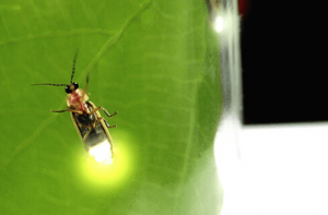 Descubra o que impulsiona as emissões luminosas do vagalume