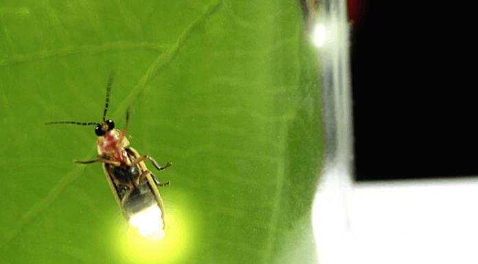 Descubra o que impulsiona as emissões luminosas do vagalume