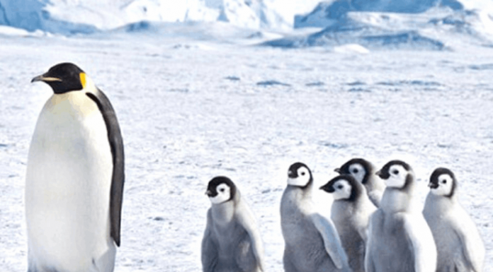 Veja 10 curiosidades sobre o frio