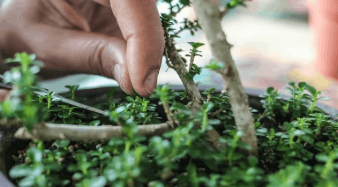 Bonsai – Aprenda 5 dicas para iniciantes