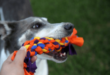 Como fazer brinquedos caseiros para o seu pet